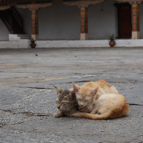 Pile of kittens